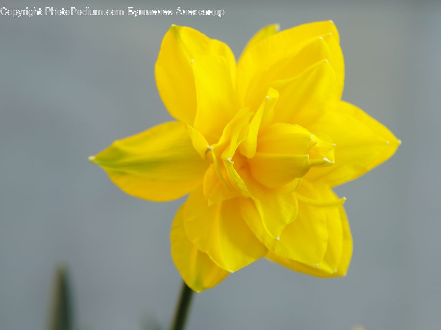 Blossom, Daffodil, Flora, Flower, Plant, Crocus