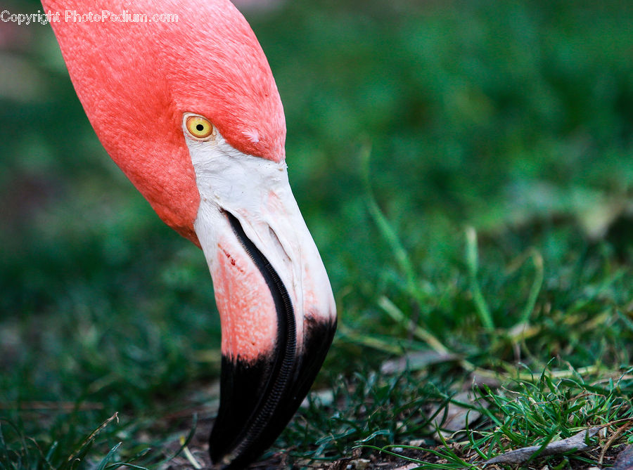 Bird, Stork, Beak, Crane Bird, Heron, Flamingo, Flock