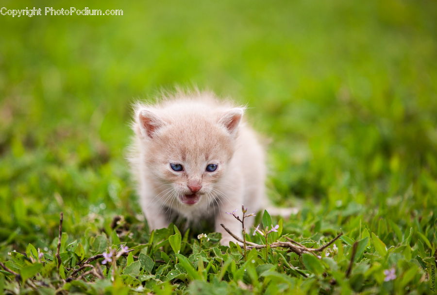 Animal, Cat, Kitten, Mammal, Pet, Siamese, Field