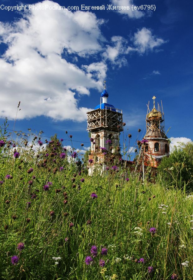 Architecture, Castle, Fort, Flower, Lupin, Plant, Blossom