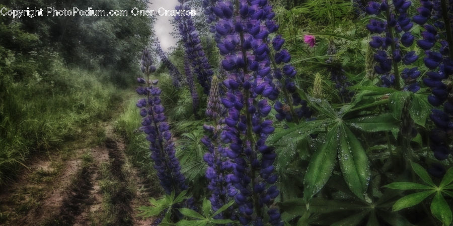 Flower, Lupin, Plant, Flora, Thistle, Weed, Blossom
