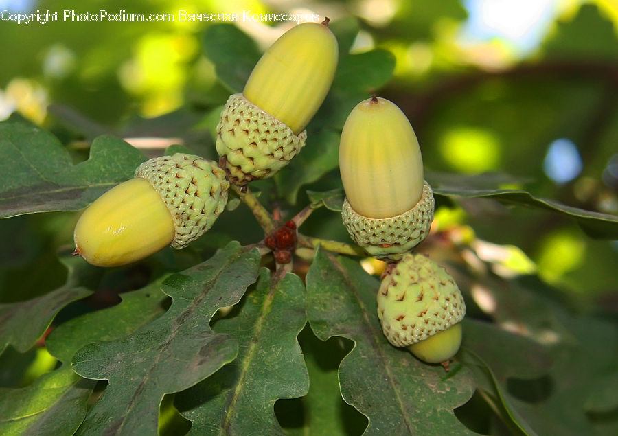 Acorn, Plant, Seed, Conifer, Fir, Tree, Fruit