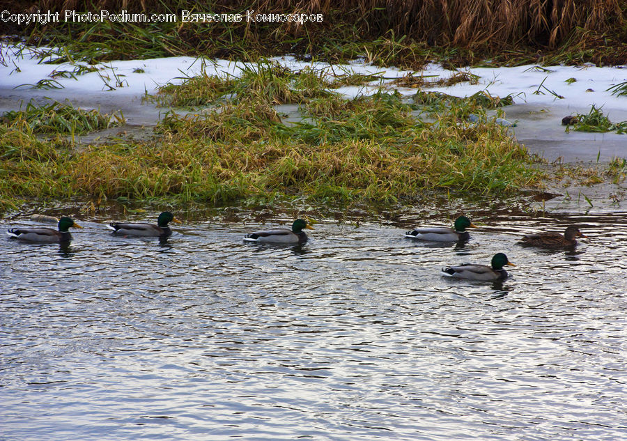 Bird, Duck, Mallard, Waterfowl, Goose, Teal, Landscape