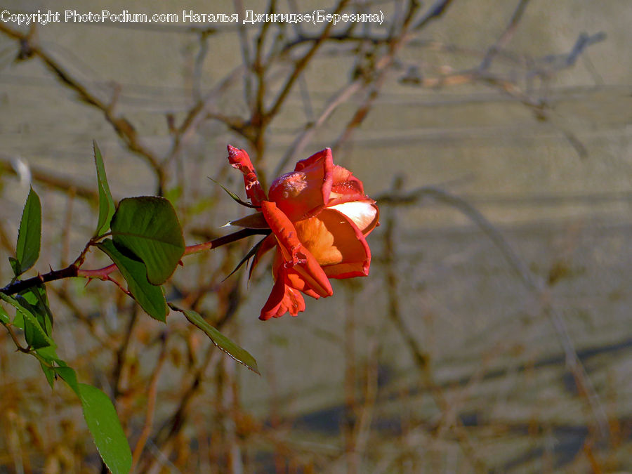 Flora, Flower, Gladiolus, Plant, Arachnid, Garden Spider, Insect