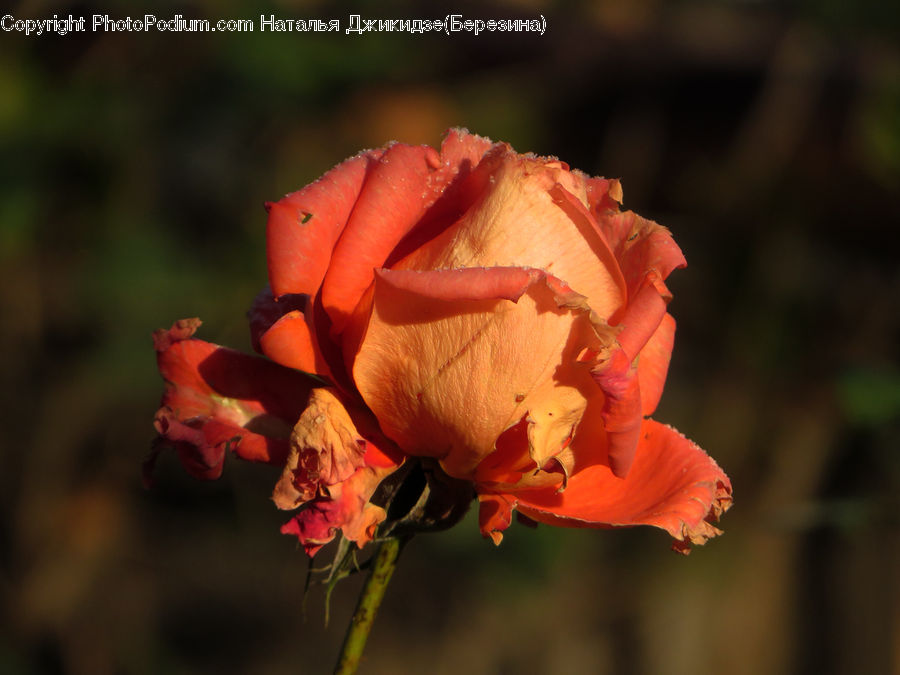 People, Person, Human, Blossom, Flower, Peony, Plant
