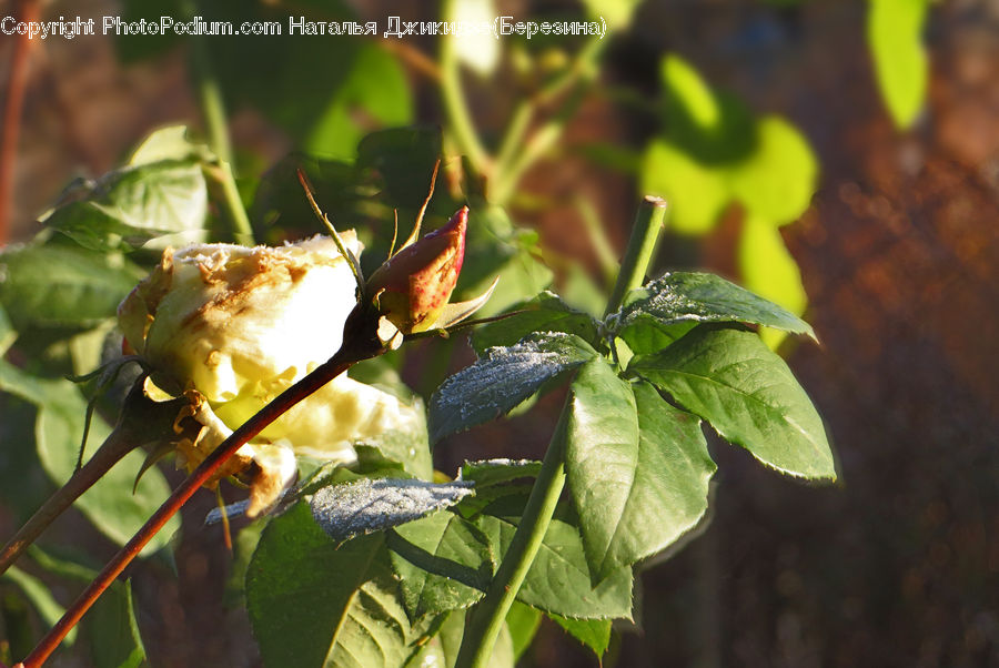Cucumber, Vegetable, Bud, Plant, Blossom, Flora, Flower