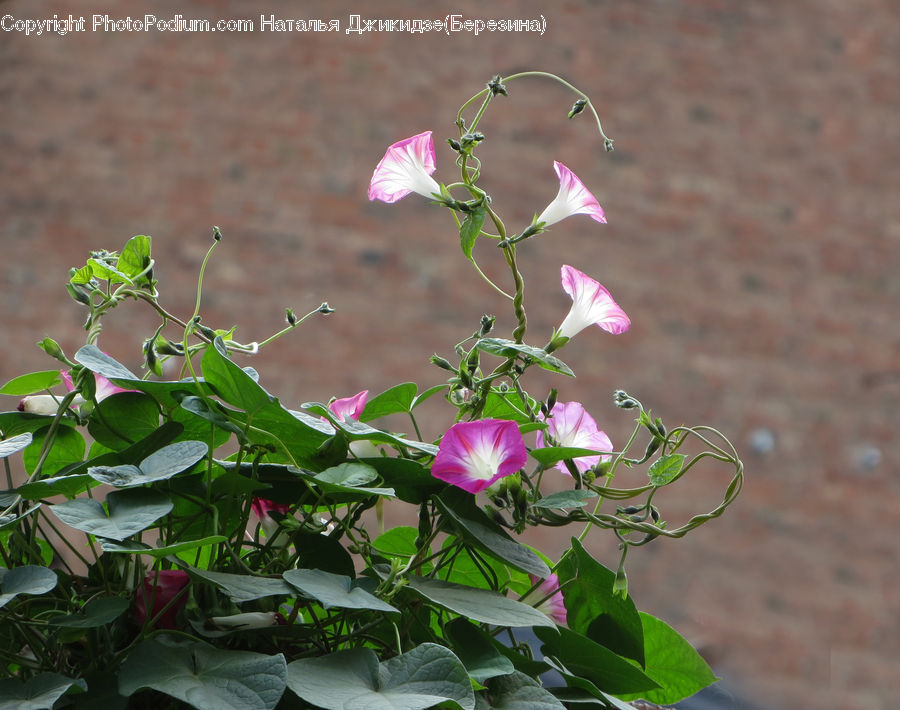 Plant, Anthurium, Flower, Acanthaceae, Annonaceae, Blossom, Flora