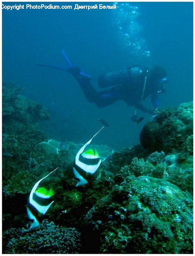 Coral Reef, Outdoors, Reef, Sea, Sea Life, Water, Diver