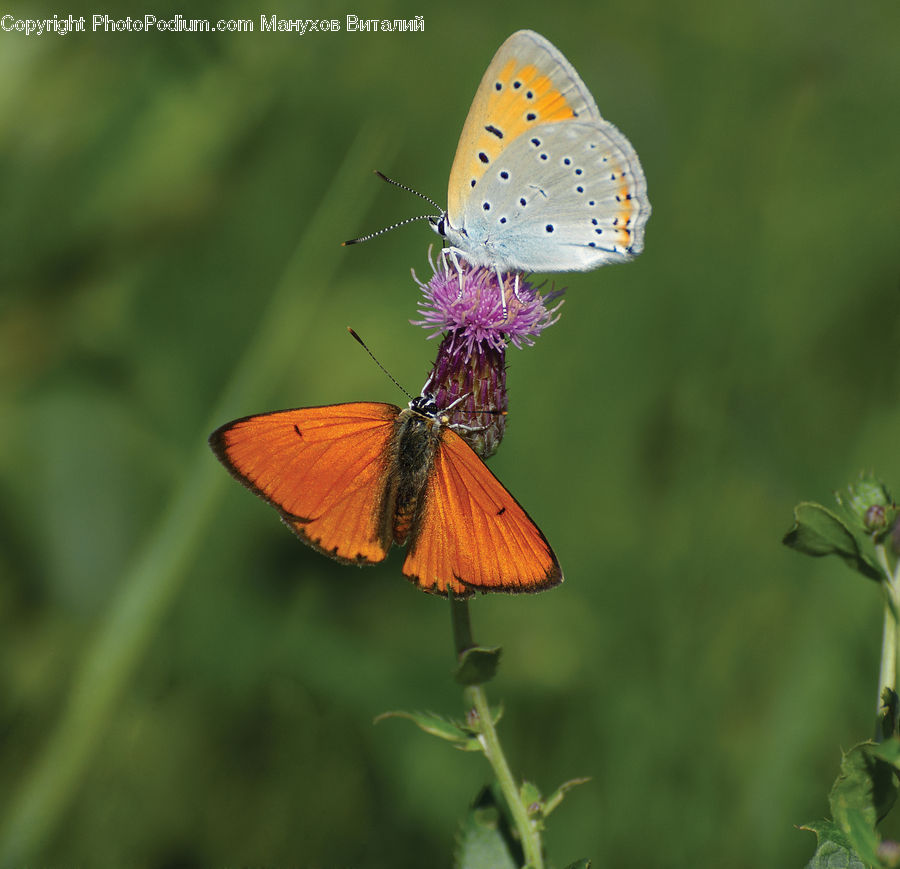Butterfly, Insect, Invertebrate, Blossom, Flora, Flower, Plant