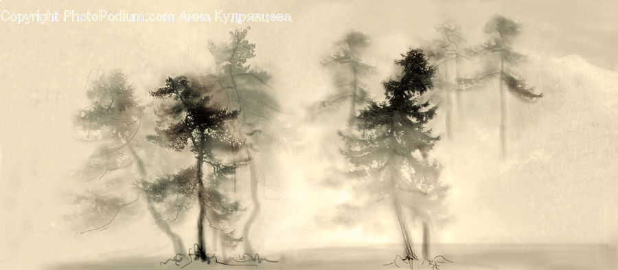 Fog, Conifer, Fir, Plant, Tree, Pine, Spruce