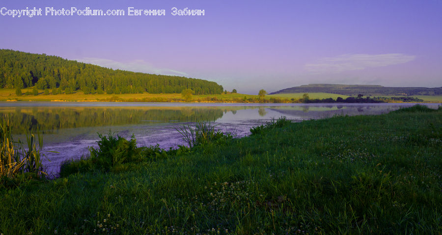 Field, Grass, Grassland, Land, Outdoors, Plant, Weed