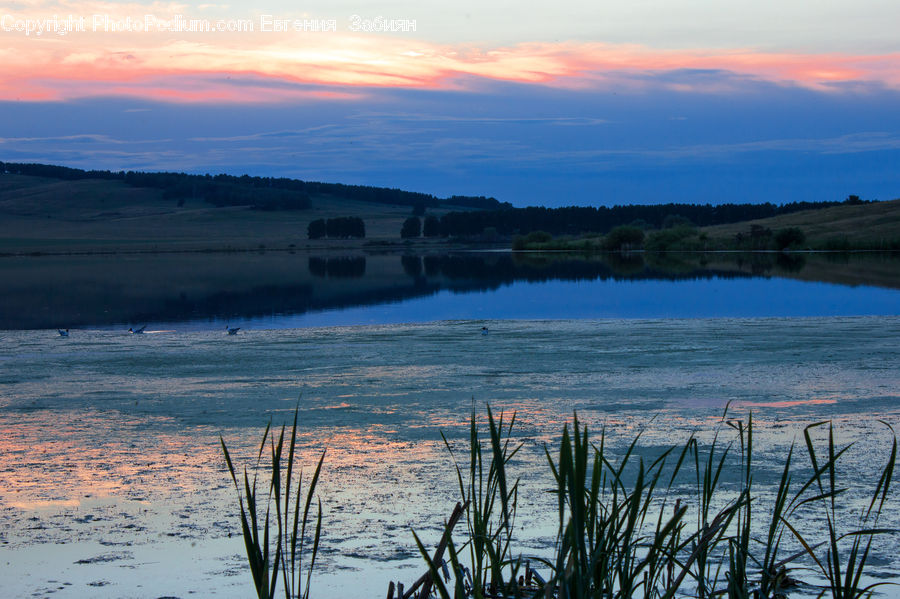 Grass, Plant, Reed, Dawn, Dusk, Sky, Sunrise