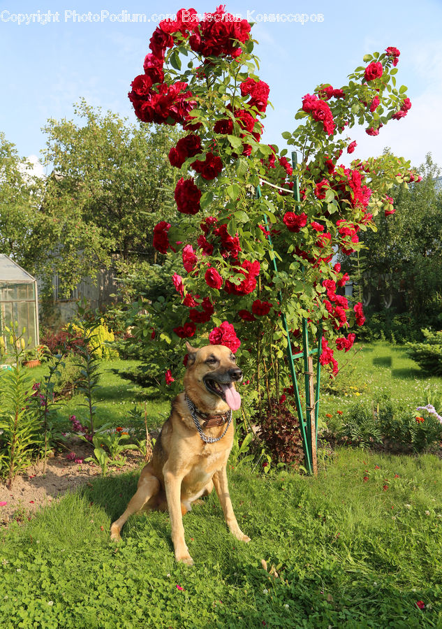 Animal, Canine, Dog, German Shepherd, Mammal, Pet, Blossom