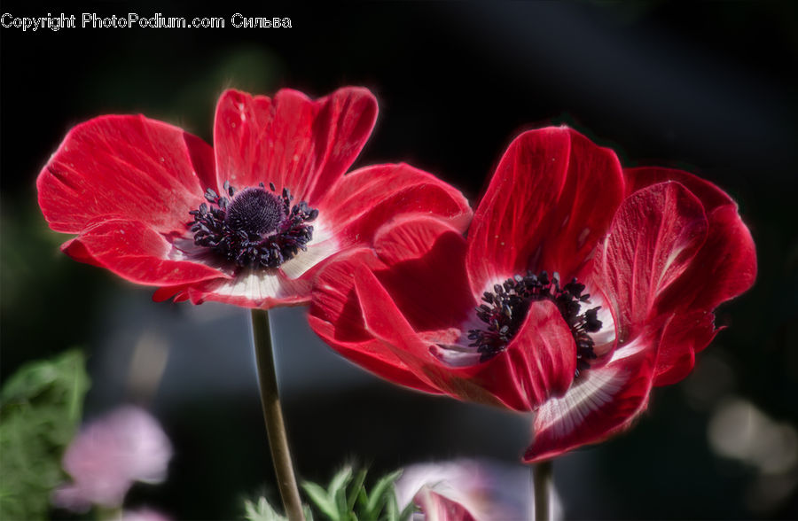 Blossom, Flora, Flower, Geranium, Plant, Anemone, Poppy