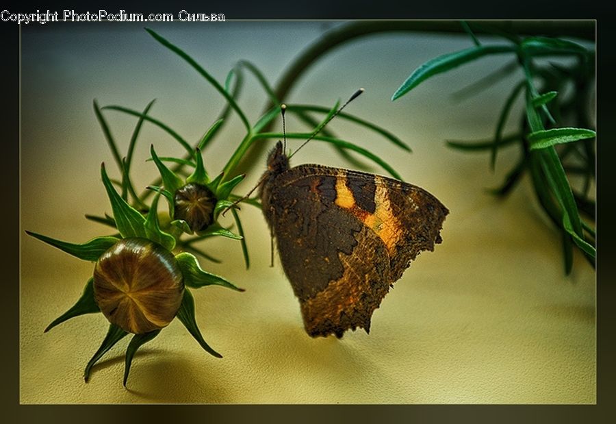 Butterfly, Insect, Invertebrate, Flower Arrangement, Ikebana, Plant, Potted Plant