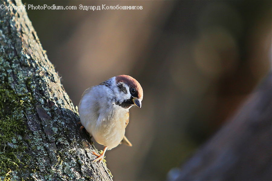Bird, Finch, Sparrow, Wren
