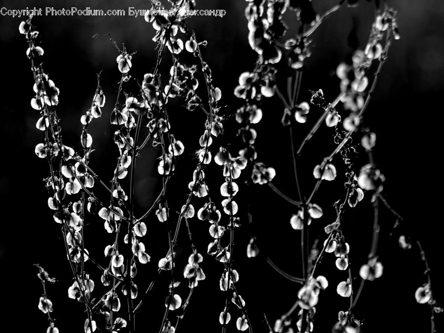 Water, Plant, Blossom, Flora, Flower, Accessories, Text