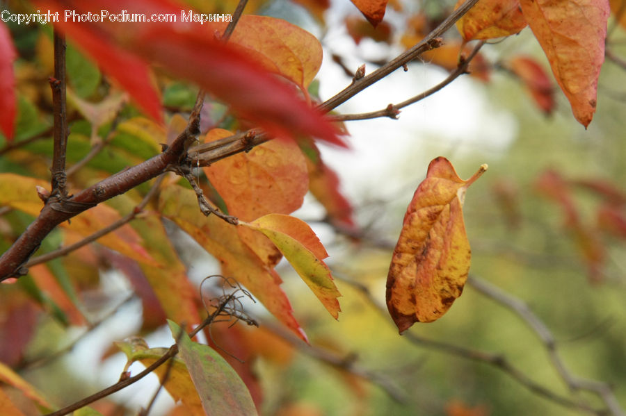 Veins, Bud, Plant, Birch, Tree, Wood, Blossom