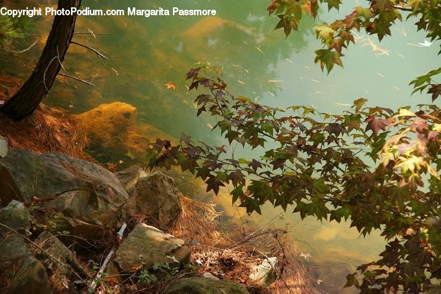 Plant, Vine, Rock, Outdoors, Pond, Water, Bush