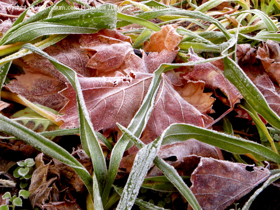 Frost, Ice, Outdoors, Snow, Food, Sandwich, Aloe