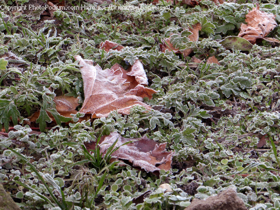 Frost, Ice, Outdoors, Snow, Cabbage, Kale, Produce