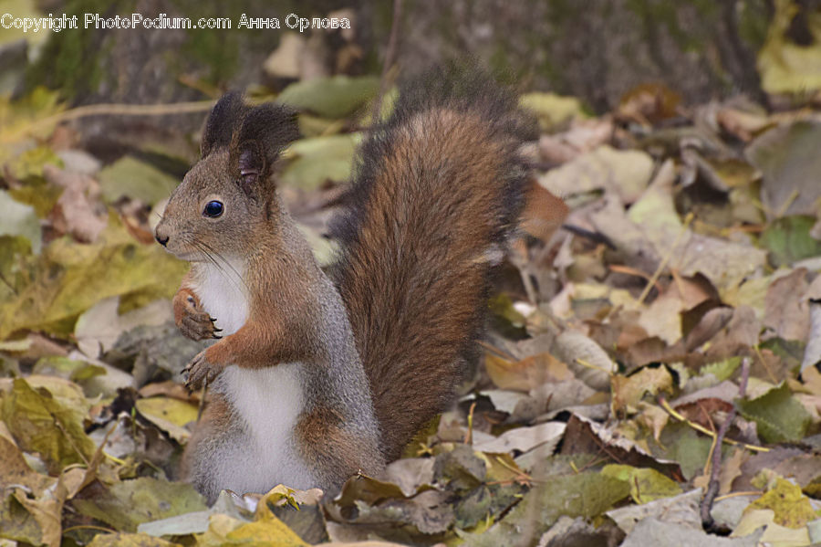 Animal, Mammal, Rodent, Squirrel, Bird, Quail, Acorn