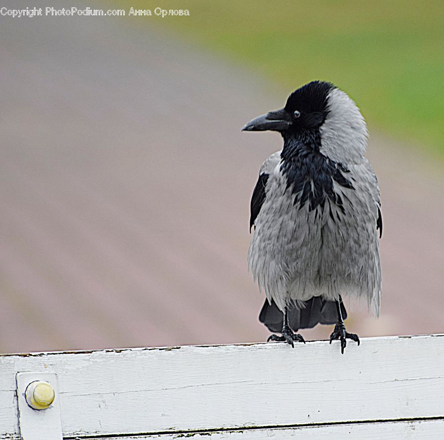 Bird, Blackbird, Crow, Blue Jay, Bluebird, Jay