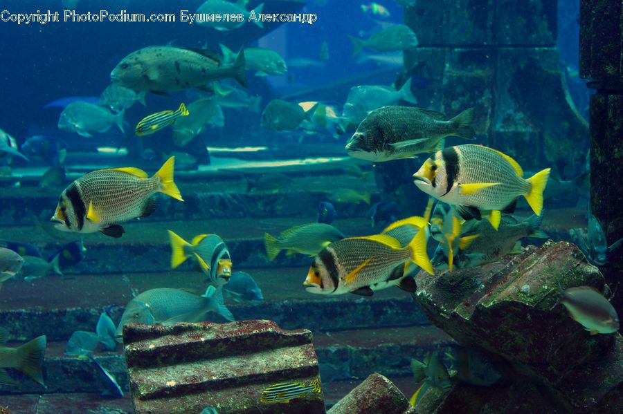 Fish, Sea Life, Aquarium, Aquatic, Water, Coral Reef, Outdoors