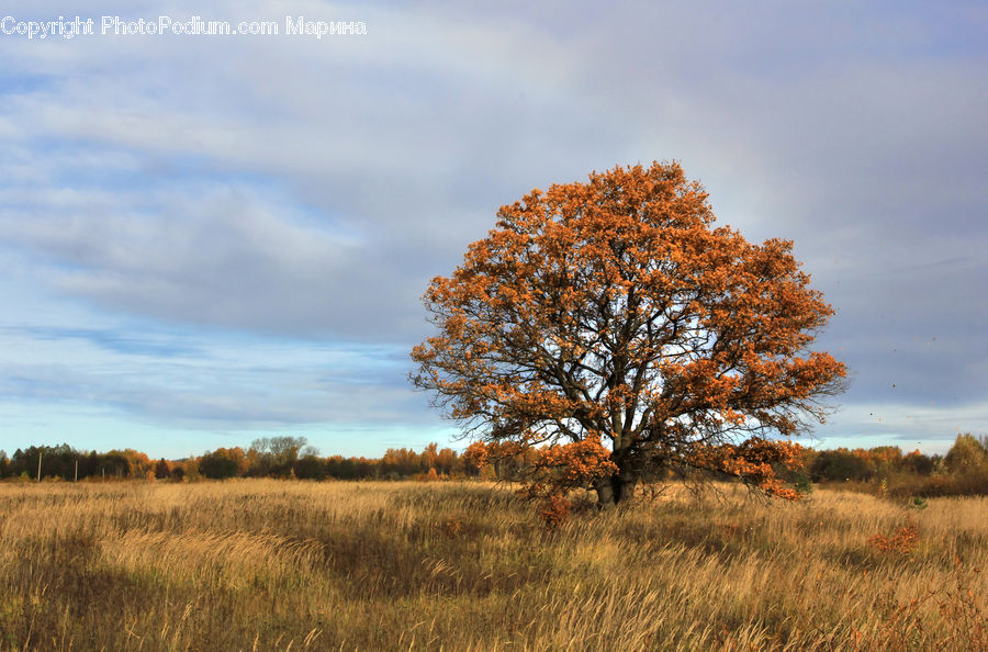Field, Grass, Grassland, Land, Outdoors, Oak, Tree