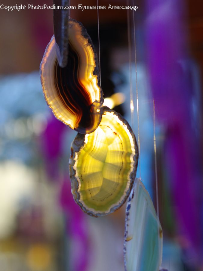 Ball, Sphere, Perfume, Blossom, Flora, Flower, Plant