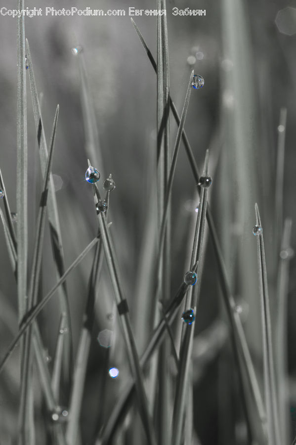 Field, Grass, Grassland, Plant, Blossom, Flora, Flower