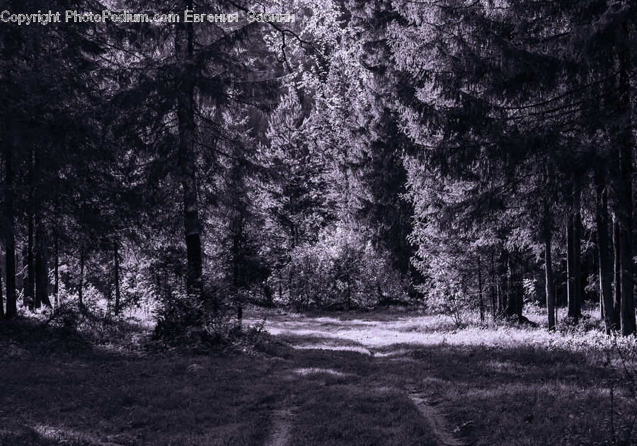 Forest, Vegetation, Grove, Land, Fir, Plant, Tree