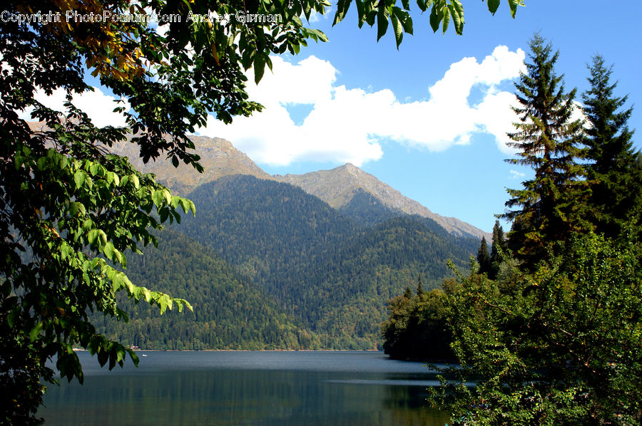 Conifer, Fir, Plant, Tree, Landscape, Nature, Scenery