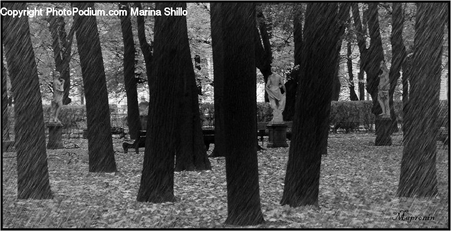 People, Person, Human, Forest, Vegetation, Fir, Grove