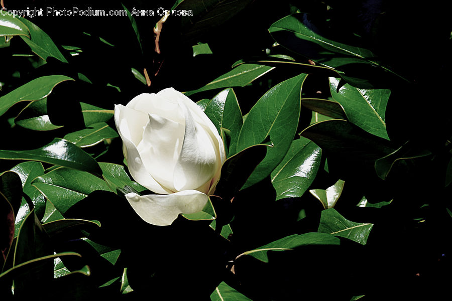 Blossom, Flower, Peony, Plant, Flora, Rose, Bud