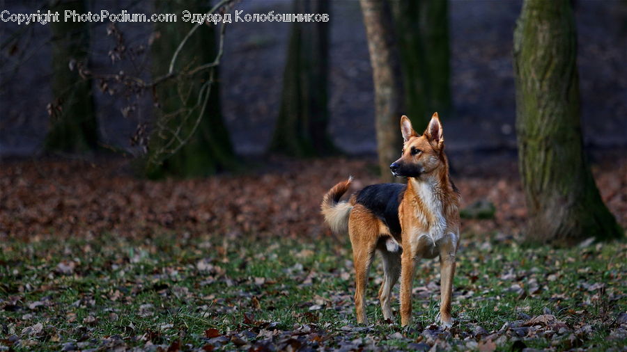 Animal, Canine, Mammal, Red Wolf, Wolf, Fox, Grey Fox