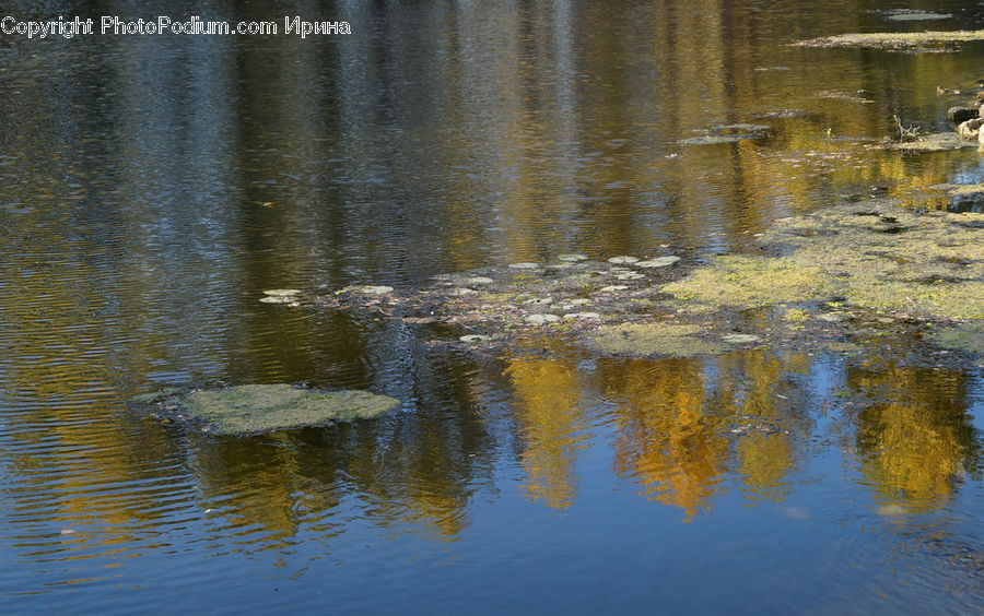 Outdoors, Ripple, Water, Land, Marsh, Pond, Swamp
