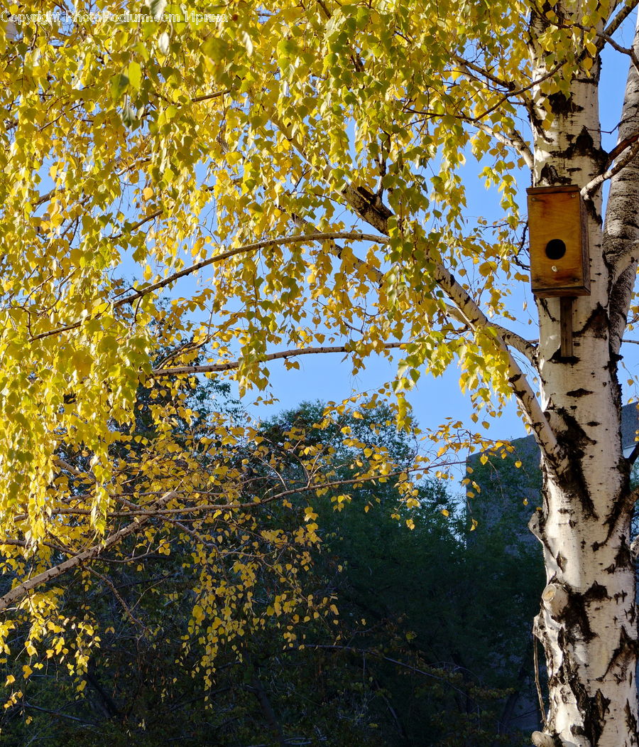 Birch, Tree, Wood, Plant, Oak, Sycamore, Tree Trunk