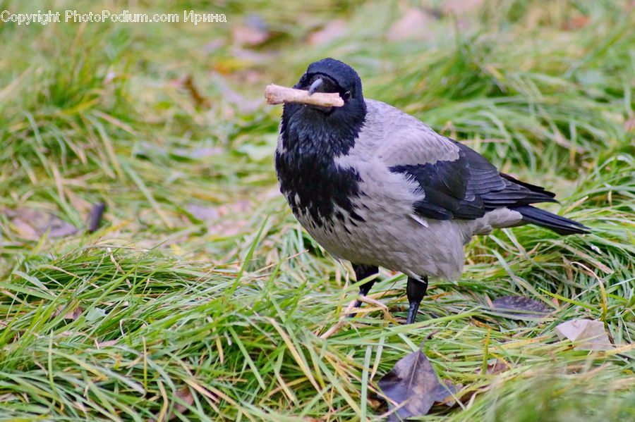Bird, Blackbird, Crow, Magpie