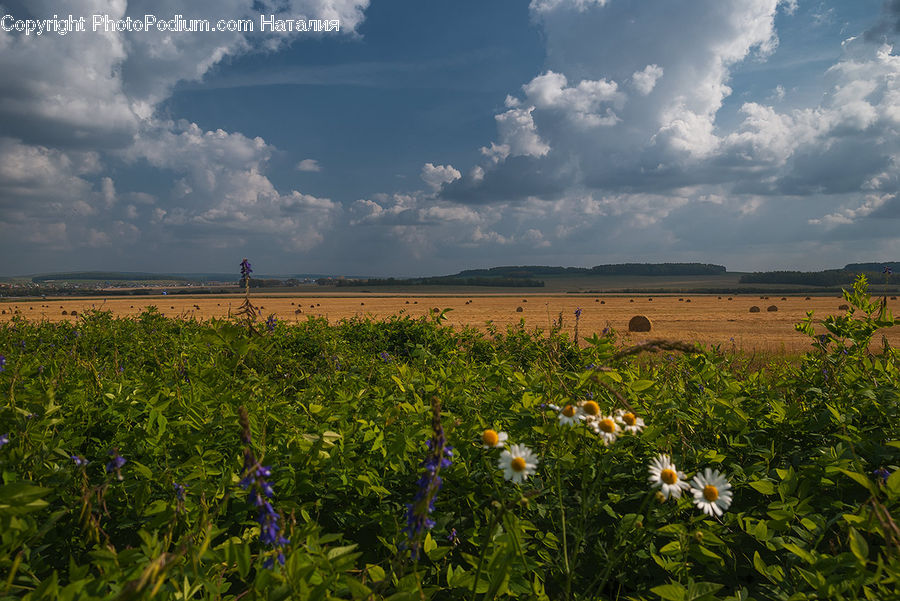 Field, Grass, Grassland, Land, Outdoors, Cloud, Cumulus