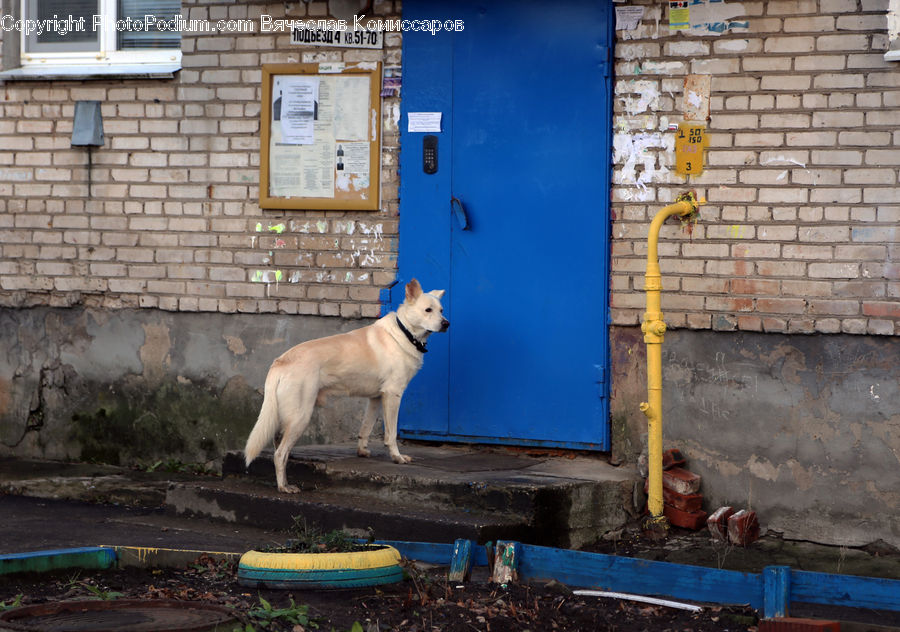 Soil, Boat, Watercraft, Animal, Canine, Dog, Husky