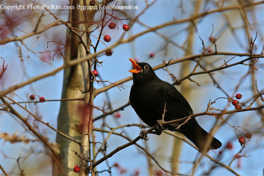 Bird, Blackbird, Flicker Bird, Woodpecker, Bee Eater, Plant, Vine