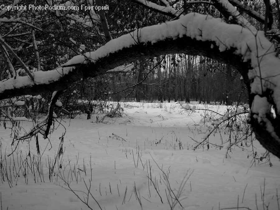 Ice, Outdoors, Snow, Plant, Tree, Ripple, Water