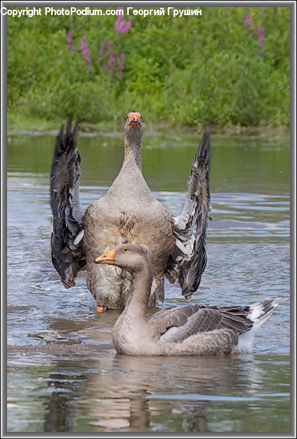 Bird, Goose, Waterfowl, Animal, Canine, Dog, Mammal