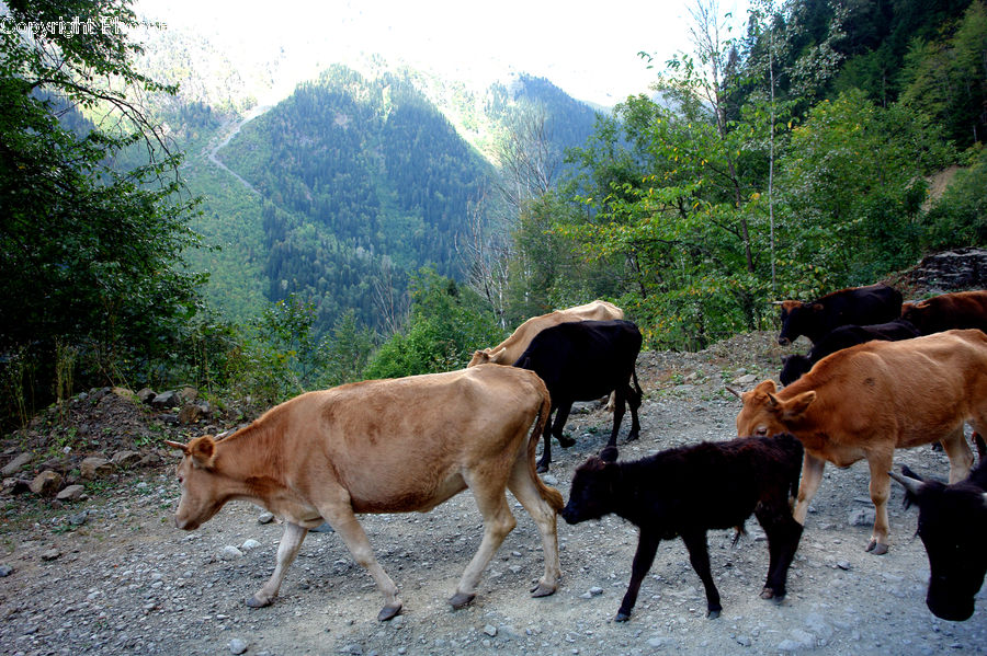 Countryside, Farm, Pasture, Ranch, Rural, Animal, Cattle