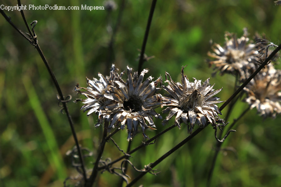 Dandelion, Flower, Plant, Blossom, Flora, Asteraceae, Daisies