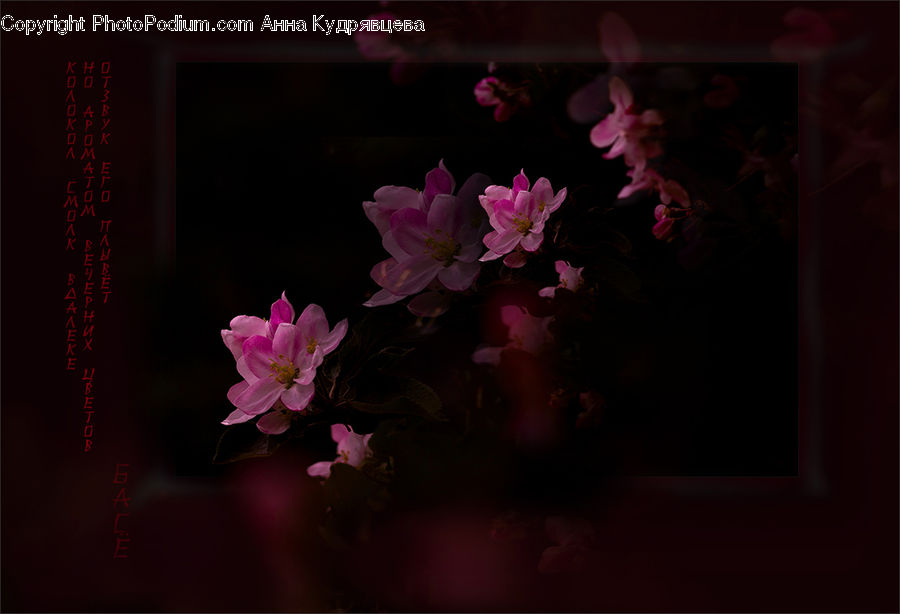 People, Person, Human, Cosmos, Blossom, Flora, Flower