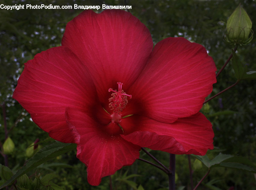Flora, Flower, Hibiscus, Plant, Poppy, Blossom, Geranium
