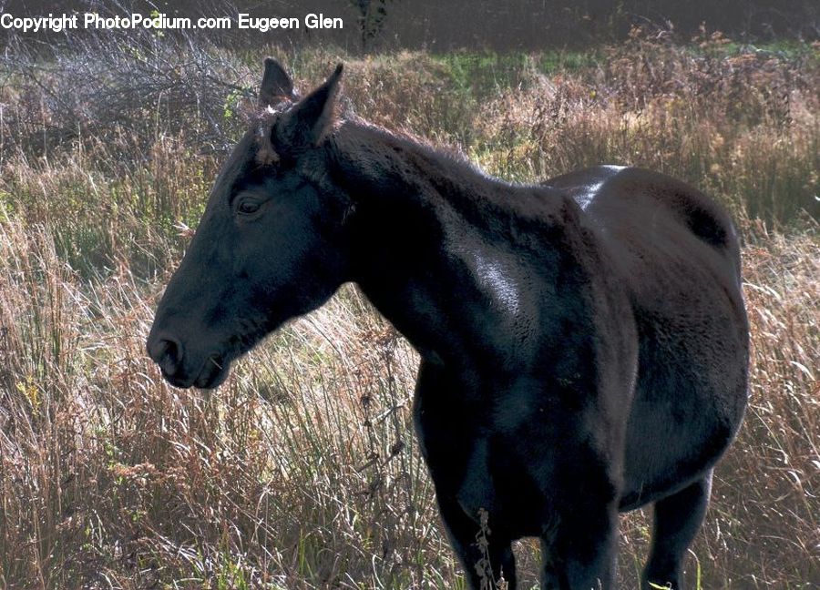 Animal, Colt Horse, Foal, Horse, Mammal
