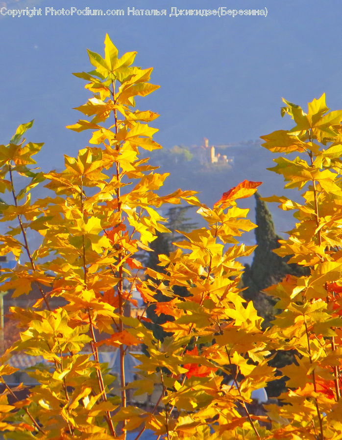 Conifer, Larch, Tree, Wood, Maple, Plant, Maple Leaf